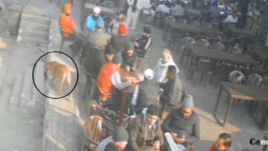 अमृतसर में अनोखी चोरी: चाय पी रहा था युवक, पास में रखा पर्स हुआ गायब; सीसीटीवी फुटेज देख हैरान हैं सभी