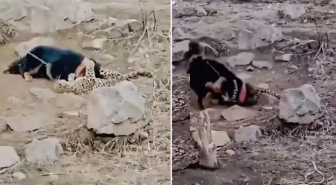 तेंदुए के सामने पहाड़ी कुत्ते ने दिखाया अपना भयंकर रूप, 15 सेकंड में की ऐसी पिटाई का चूर हो गया ताकत का घमंड